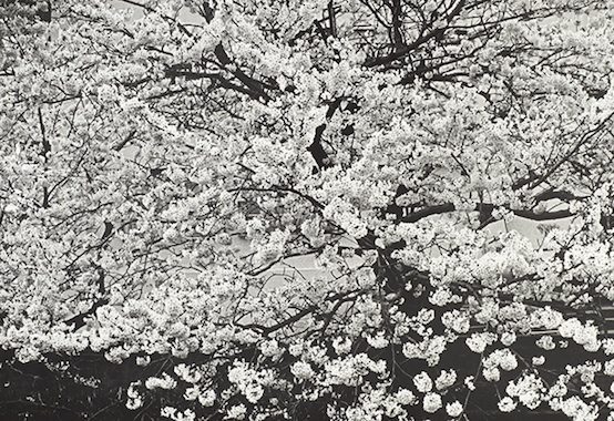 Cherry Blossoms, Moriyama Daido, S2012.10