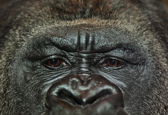 SergeBertasiusPhotography / Shutterstock.com