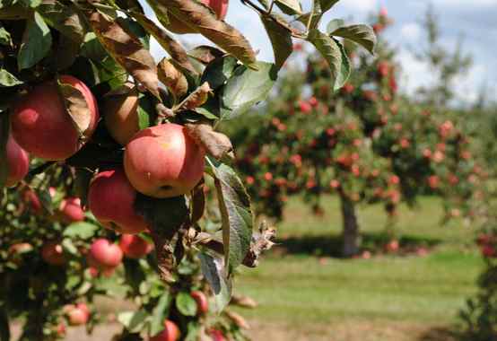 Apple orchard1