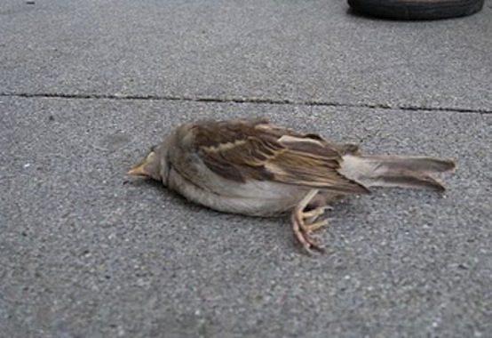 Dead-bird