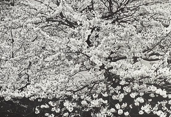 sense-of-place cherry blossoms