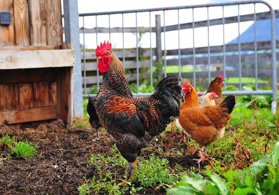 So You Want to Be A Chicken Farmer?