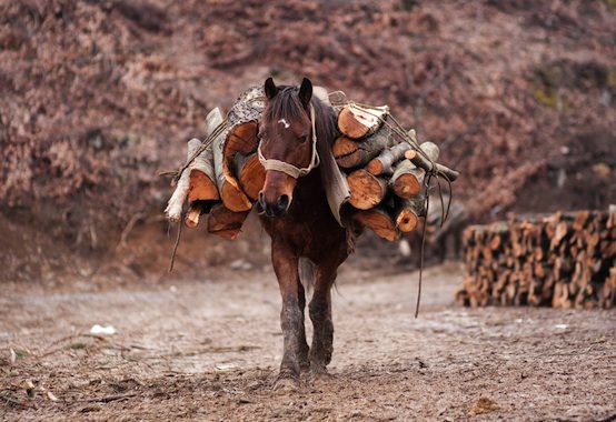 horse lumber