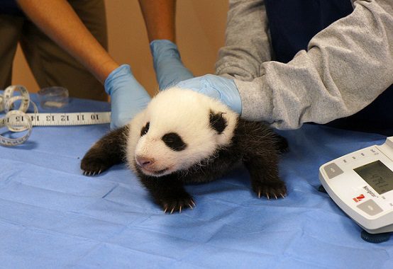 Save Smallpox, Not Pandas
