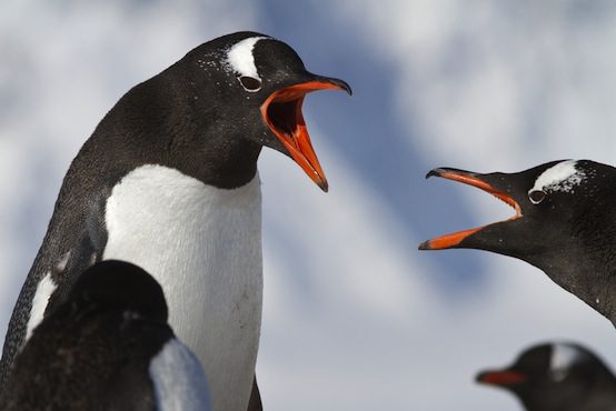 penguin argument