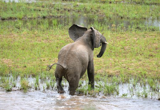 elephant