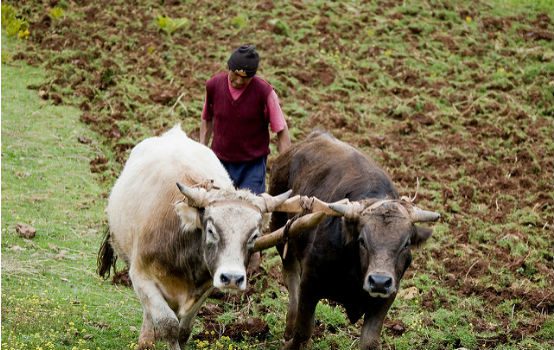 Oxen plow agriculture