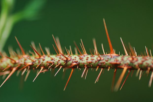 shutterstock_1153858666