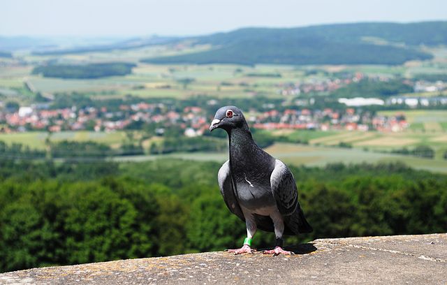 Taube_vor_Scheßlitz