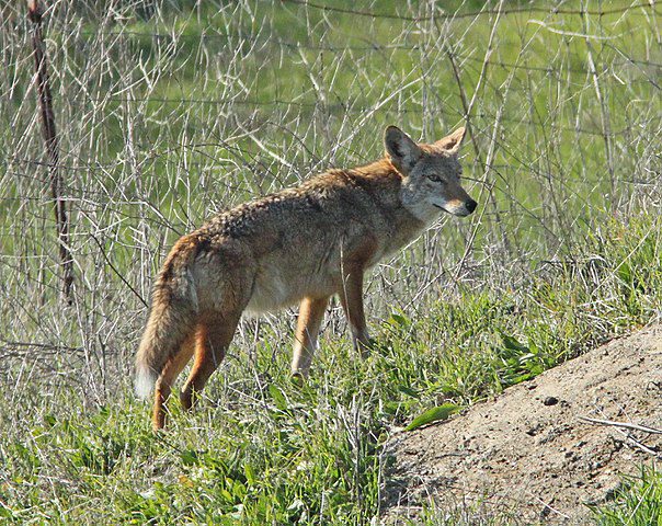 605px-COYOTE_(12-16-09)_chorro_ck_ec_reserve_-01_(4191453944)