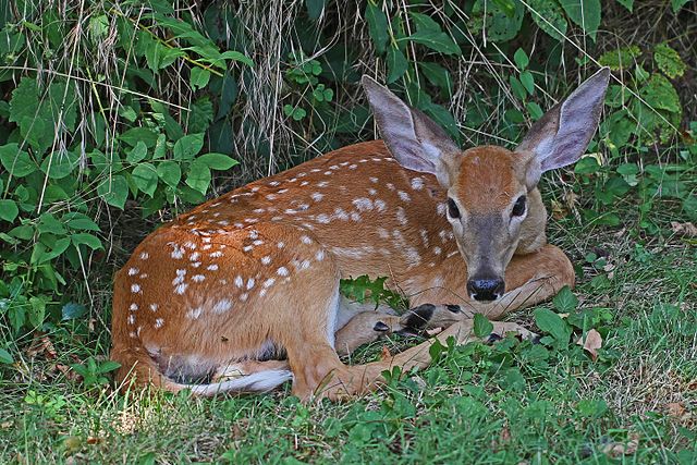 White-tailed_Deer_-_Odocoileus_virginianus,_Waterway_Farm,_Lovettsville,_Virginia