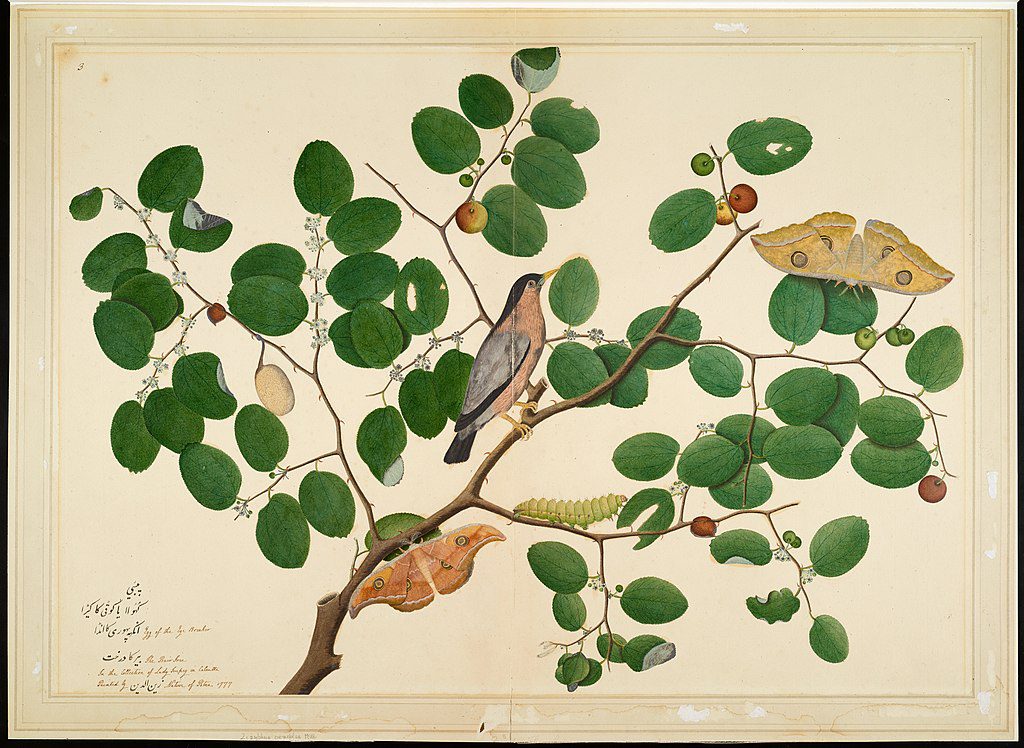 1024px-Shaikh_Zain_ud-Din_-_Brahminy_Starling_with_Two_Antheraea_Moths,_Caterpillar,_and_Cocoon_on_an_Indian_Jujube_Tree