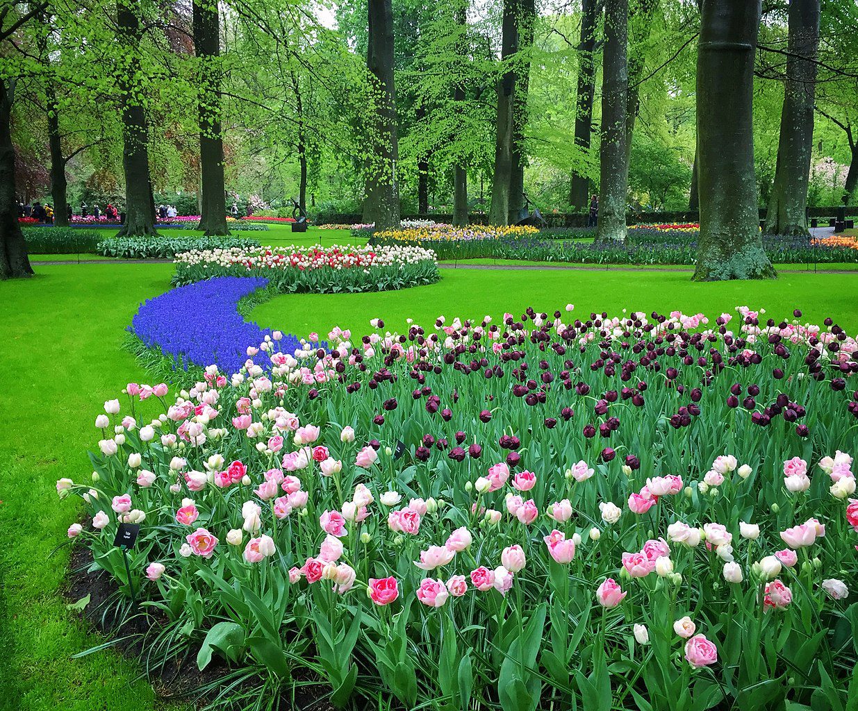 1235px-Tulips_at_Keukenhof_gardens