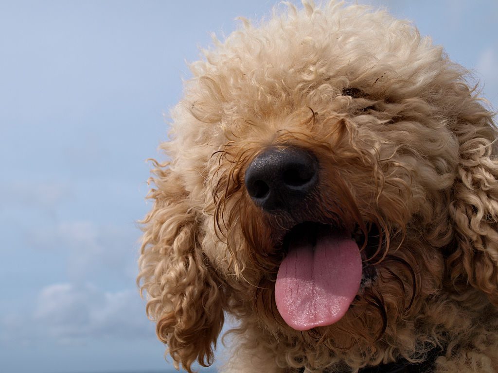 Labradoodle dog with tongue hanging out