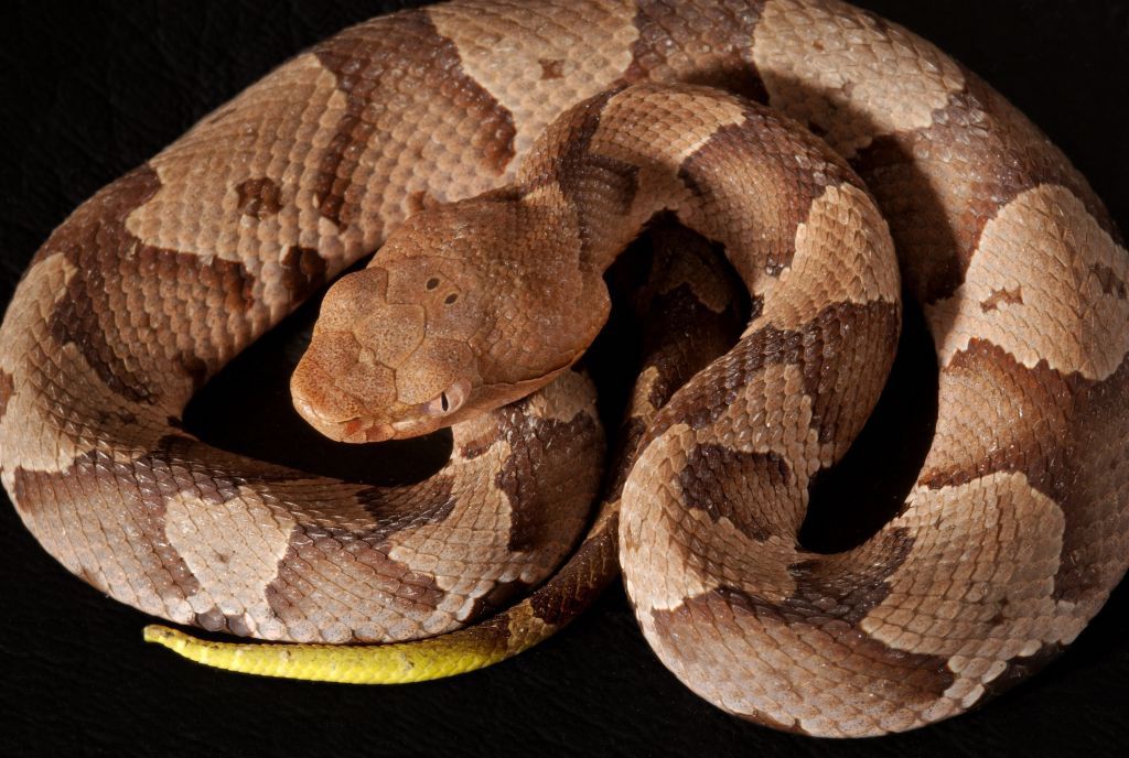 Coiled Southern Copperhead