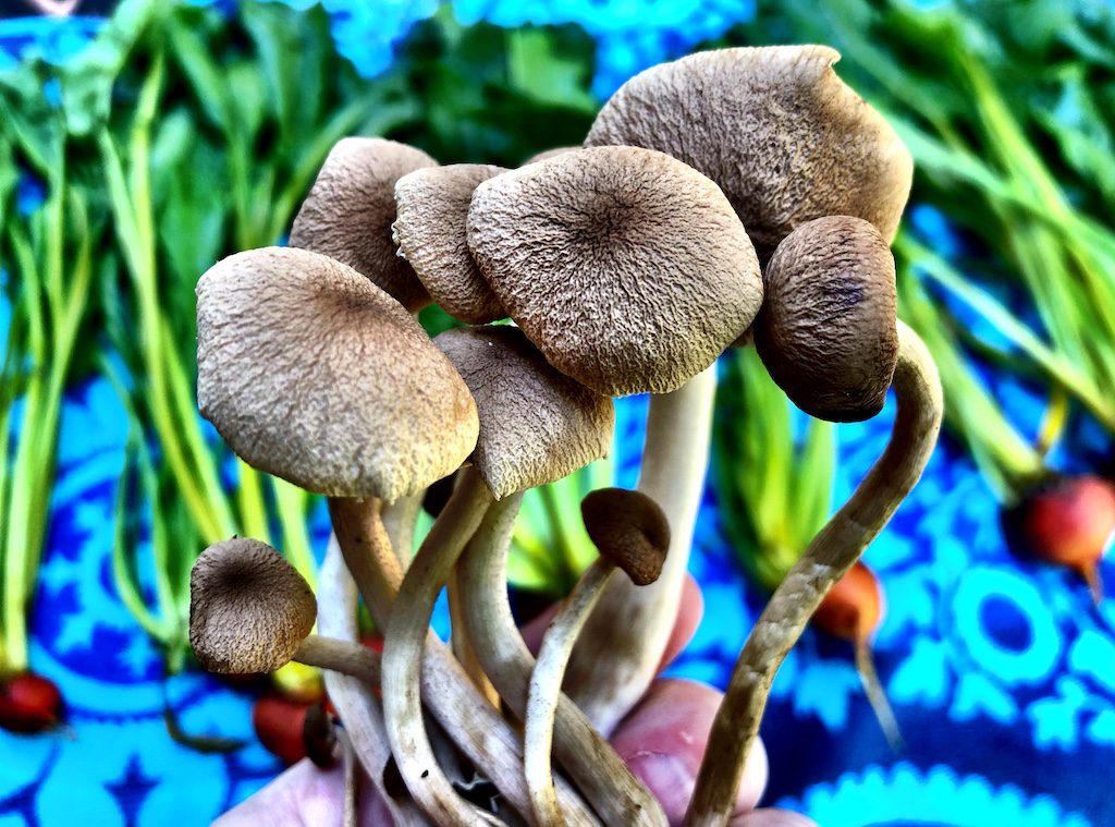 mushroom maggie
