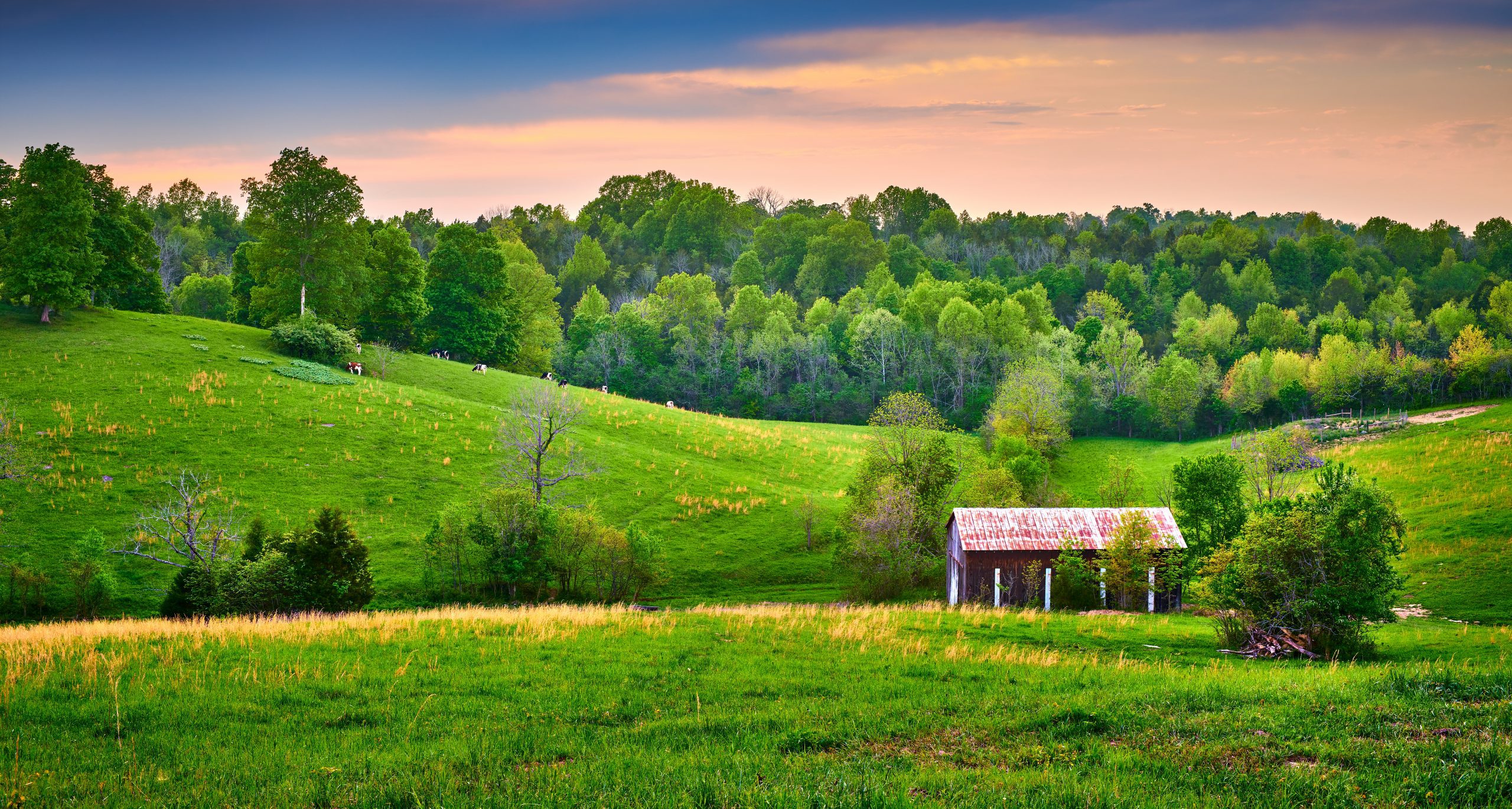 My Old (and Peaceful) Kentucky Home