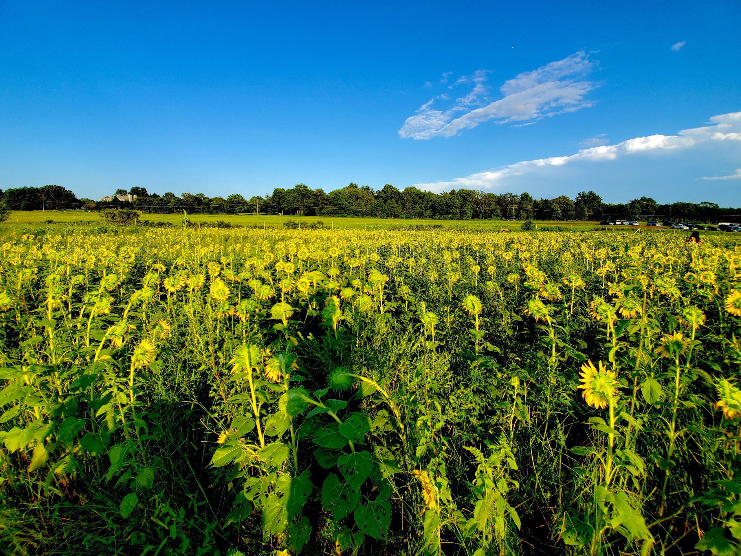 A Sunflower Farm and Thoughts on “Open Space”