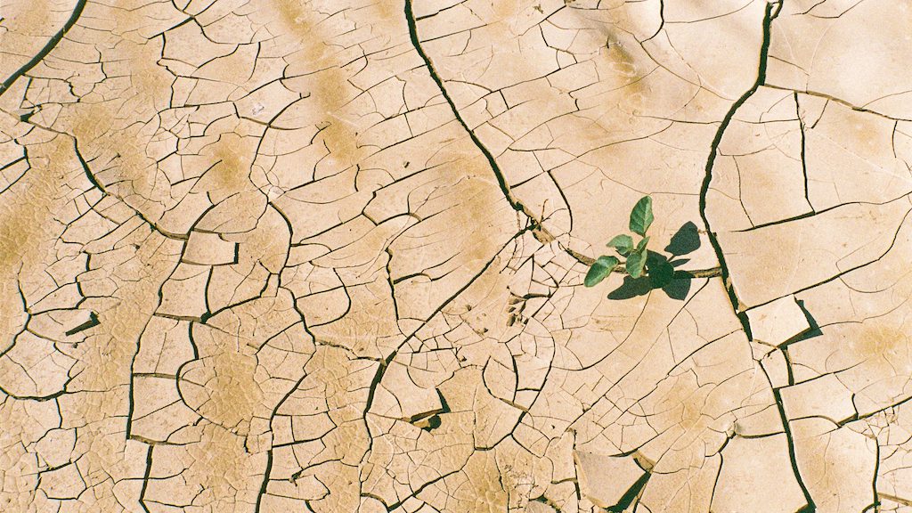 Overhead view of a plant growing in a dry cracked riverbed, Namibia