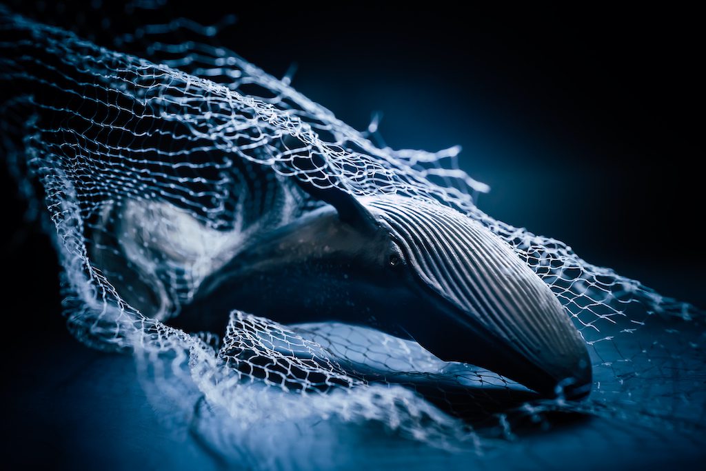 Humpback Whale trapped in discarded fishing nets concept