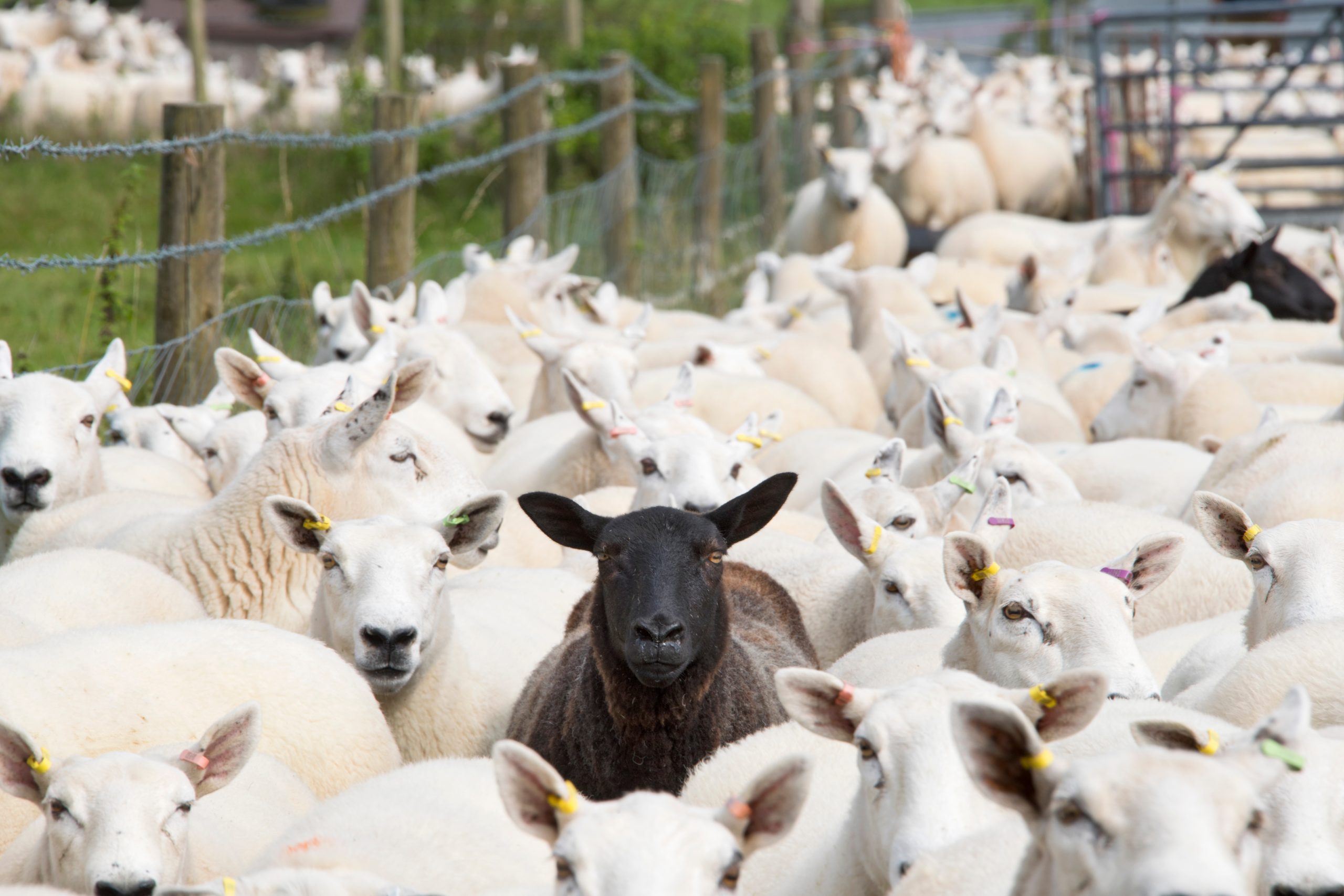 Flock,Of,Sheep,With,Single,Black,Sheep,In,Centre,Of