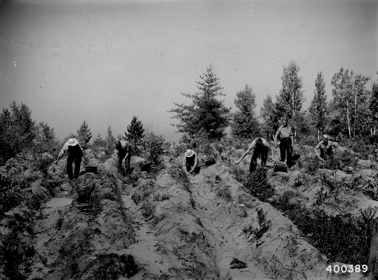Photograph_of_Civilian_Conservation_Corps_(CCC)_Enrollee_Crew_Planting_-_NARA_-_2128744
