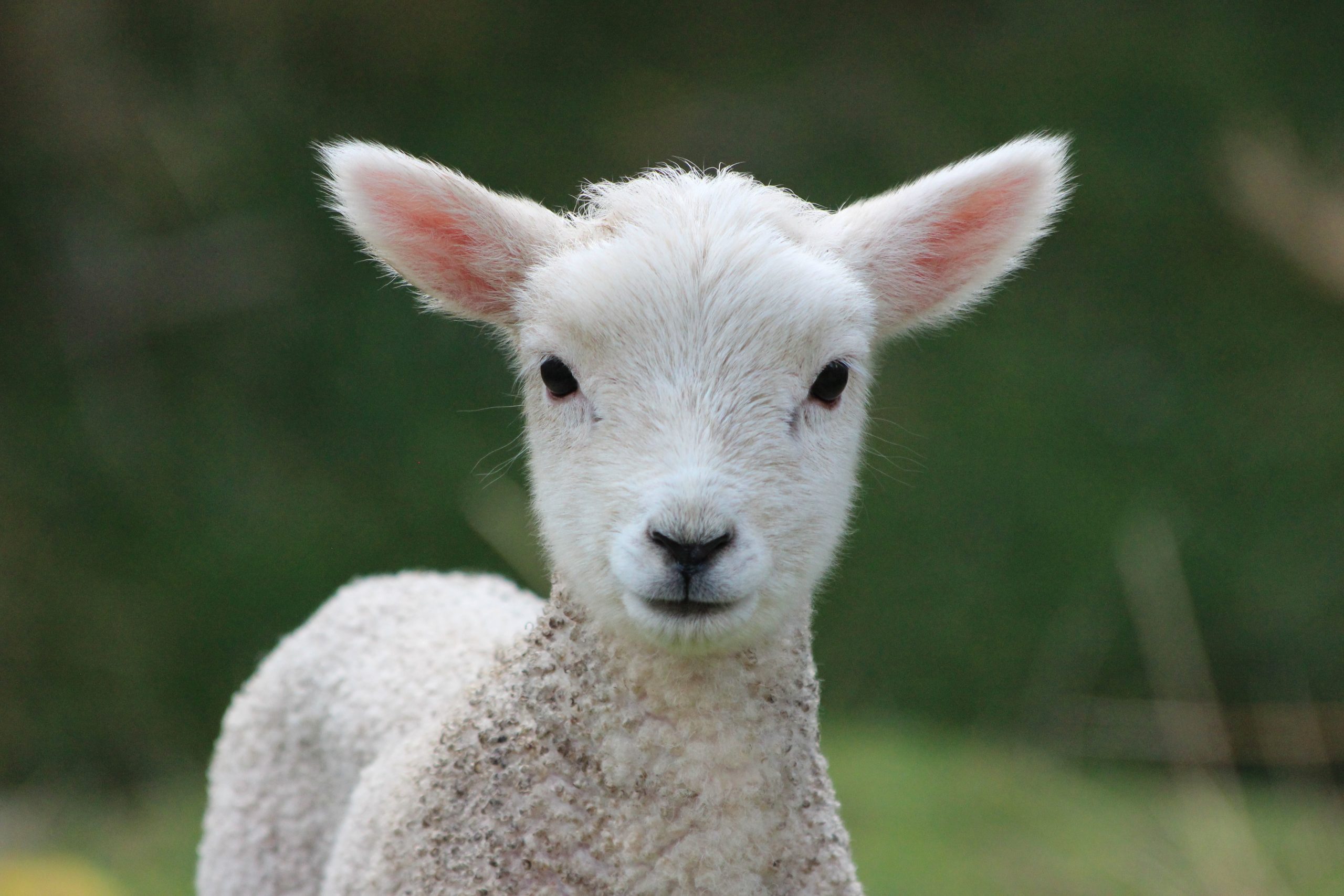 Week,Old,Lamb,,New,Zealand,Countryside