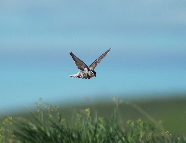 longspur