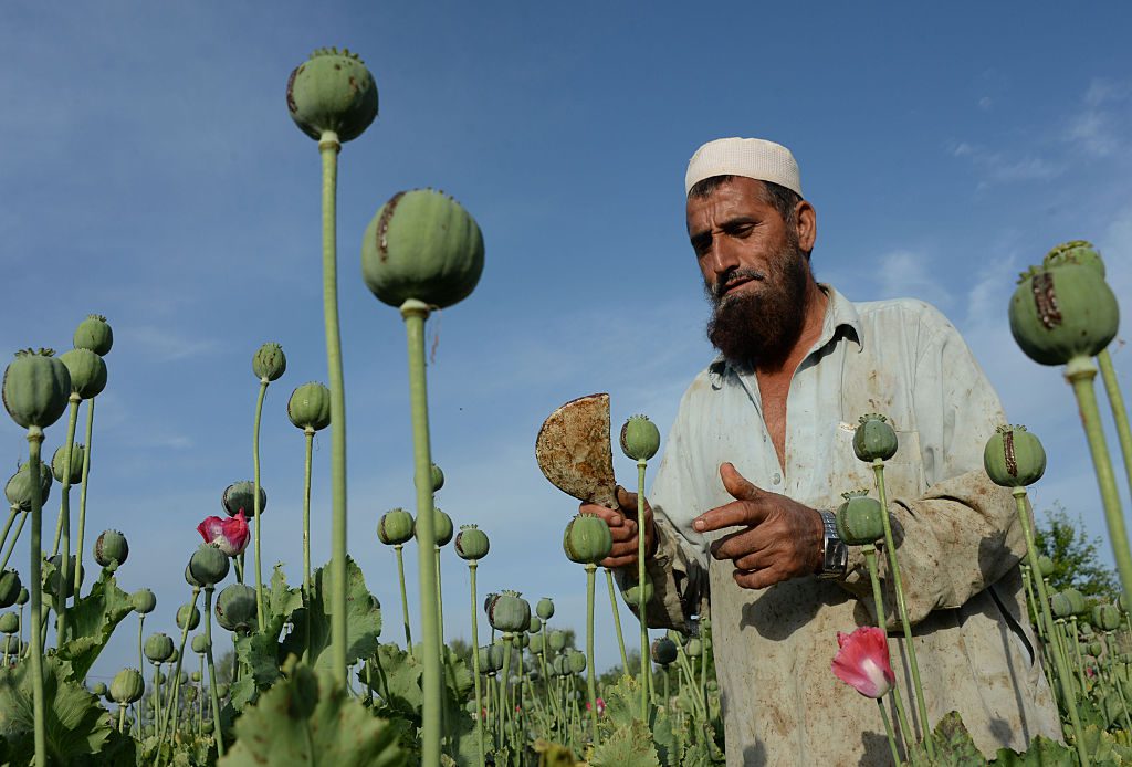 Afghanistan opium