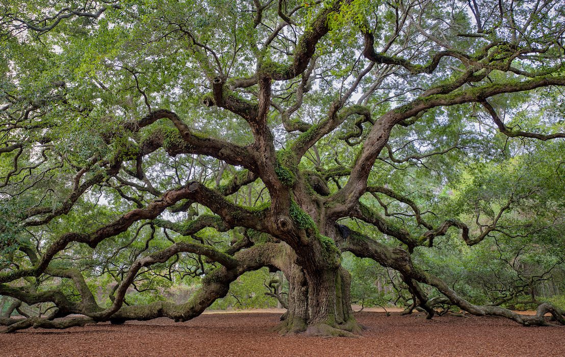 Old,Southern,Live,Oak,(quercus,Virginiana),Tree
