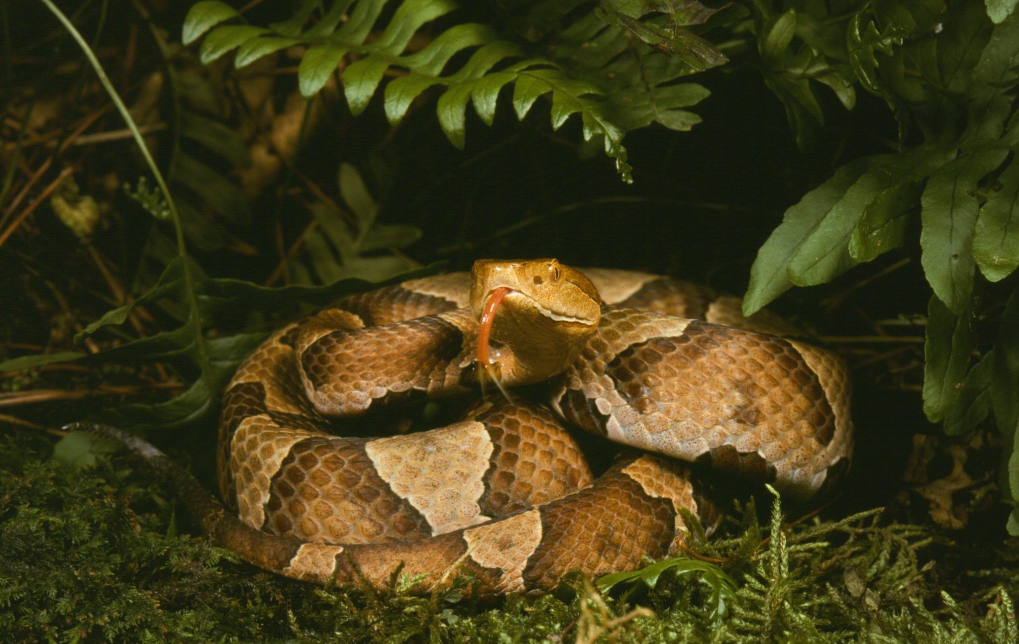 Northern,Copperhead,(a.,Contortrix,Mokeson),,Nj