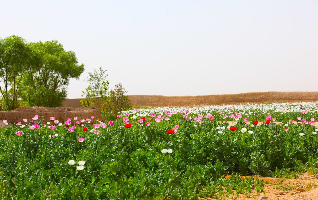 A,Poppy,Field,Within,An,Afghan's,Compound,In,Habib,Abad