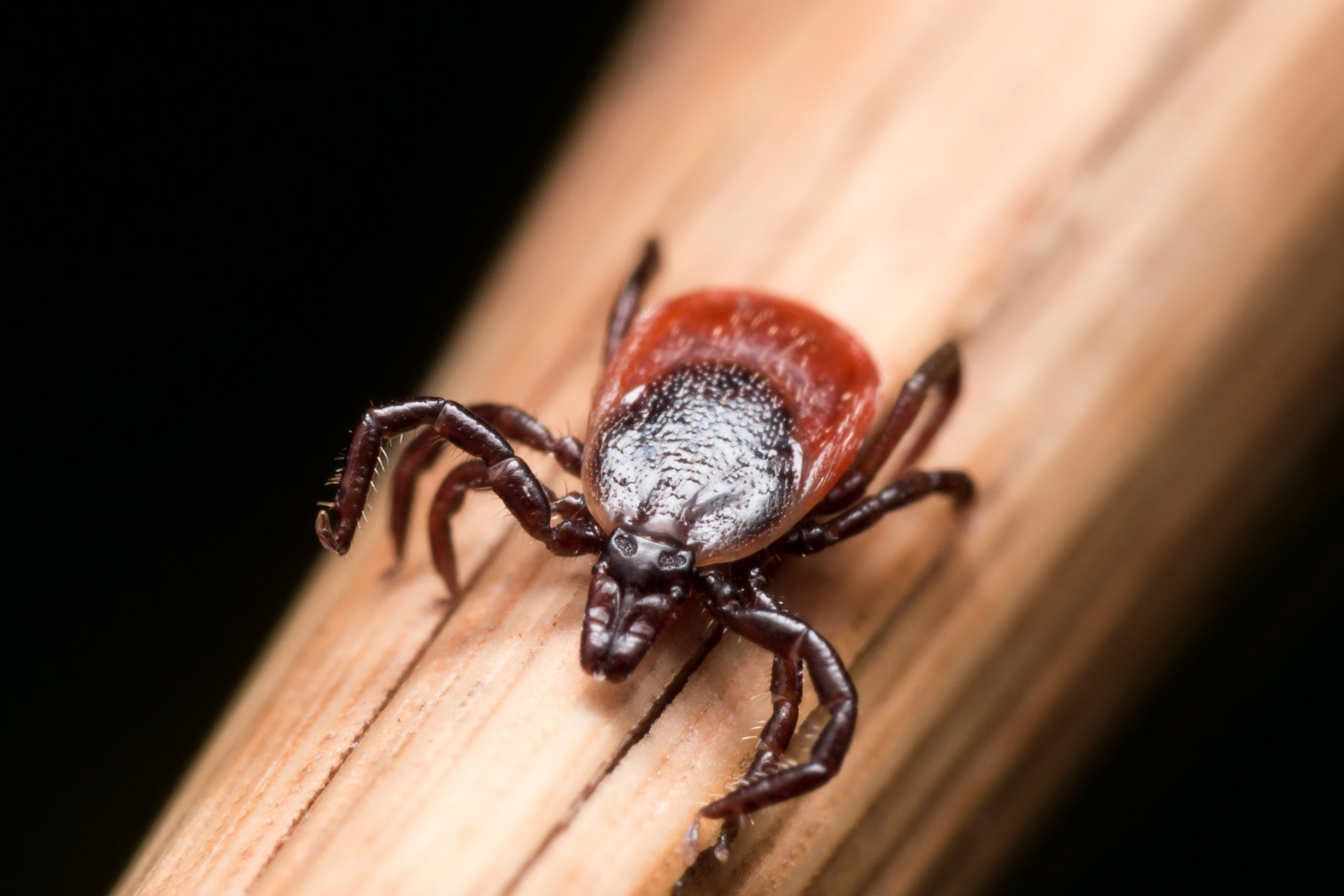 Close,Up,Photo,Of,Adult,Female,Deer,Tick,Crawling,On
