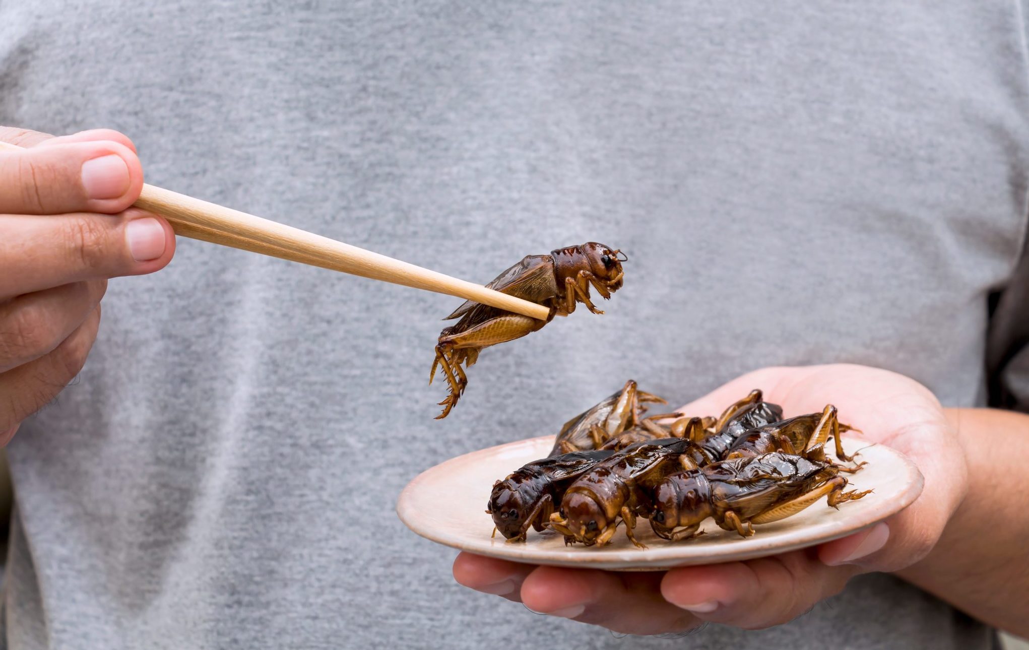 Man's,Hand,Holding,Chopsticks,Eating,Crickets,Insect,On,Plate.,Food