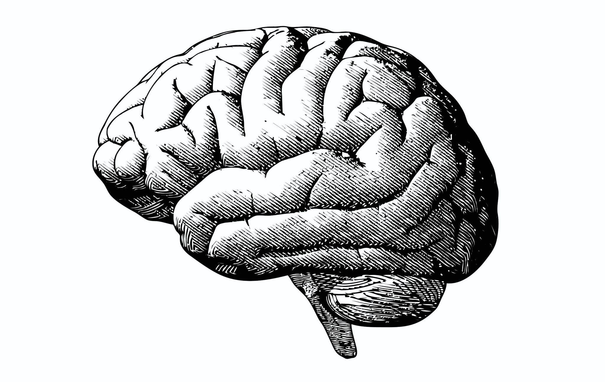 Engraving,Brain,Illustration,In,Gray,Scale,Monochrome,Color,On,White