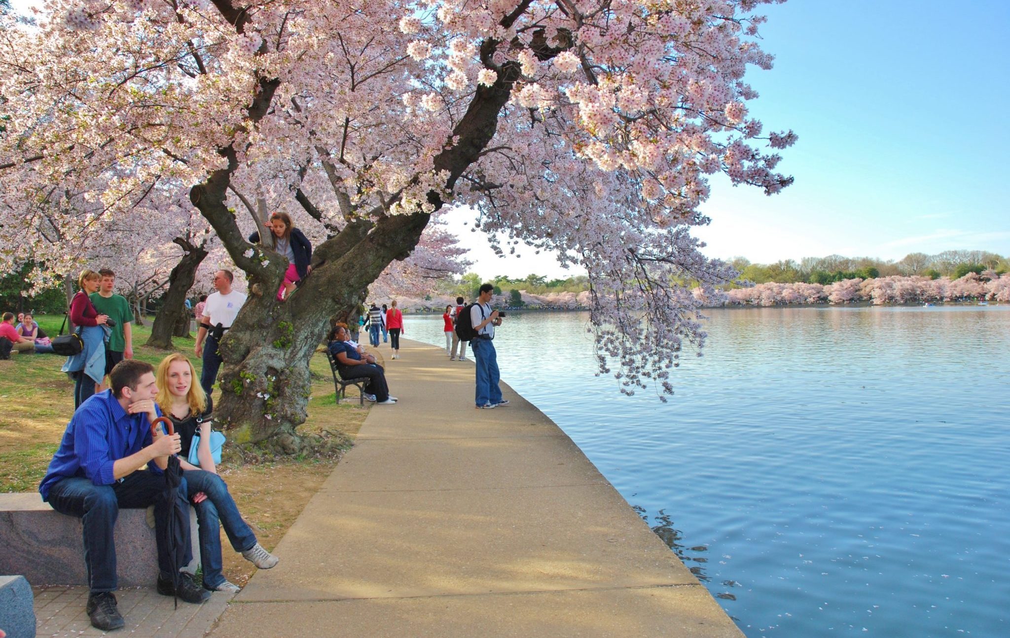 Washington,,Dc,-,April,14:,Cherry,Blossom,Festival,On,April