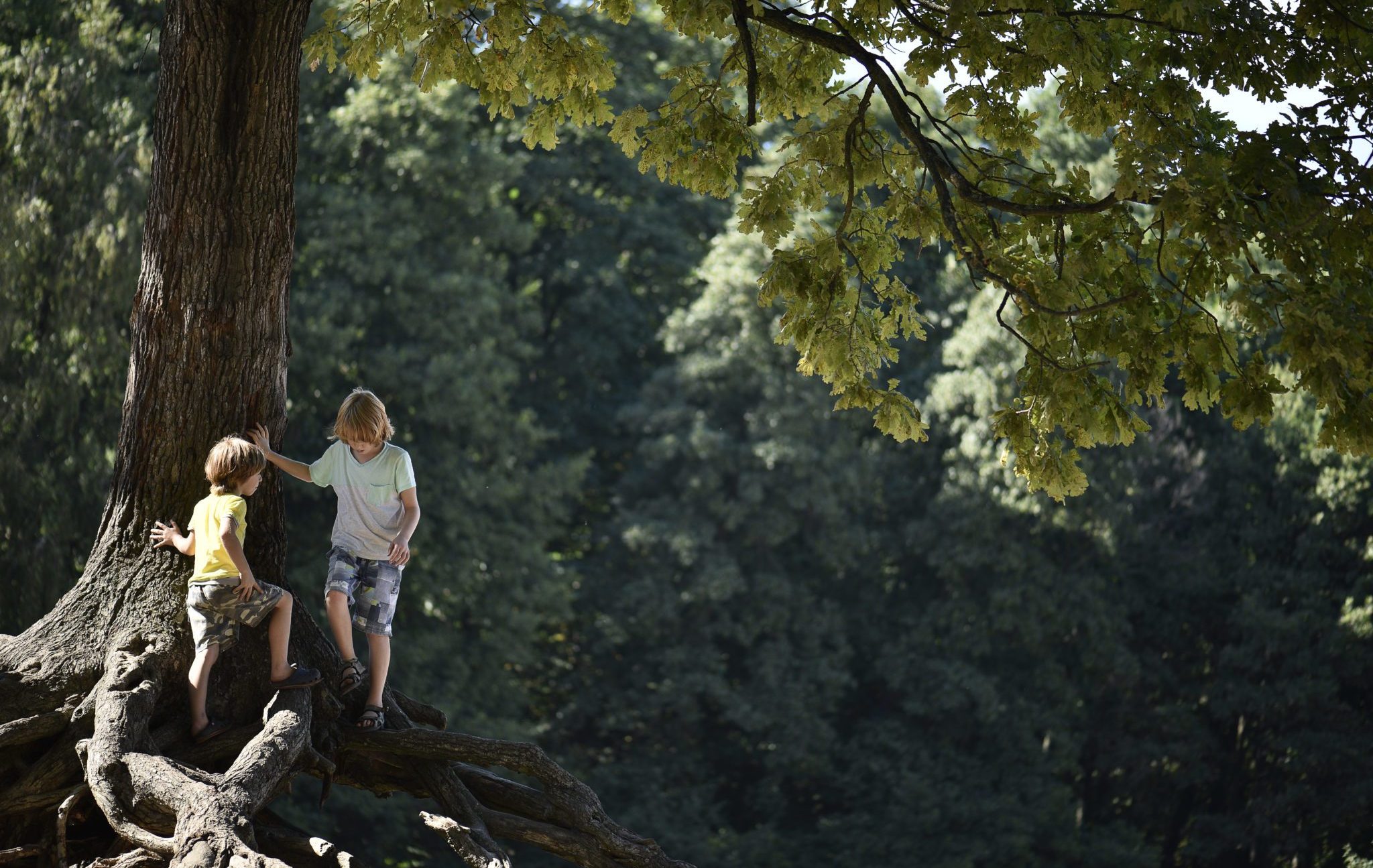 Two,Boys,Playing,In,The,Park,Under,A,Tree.