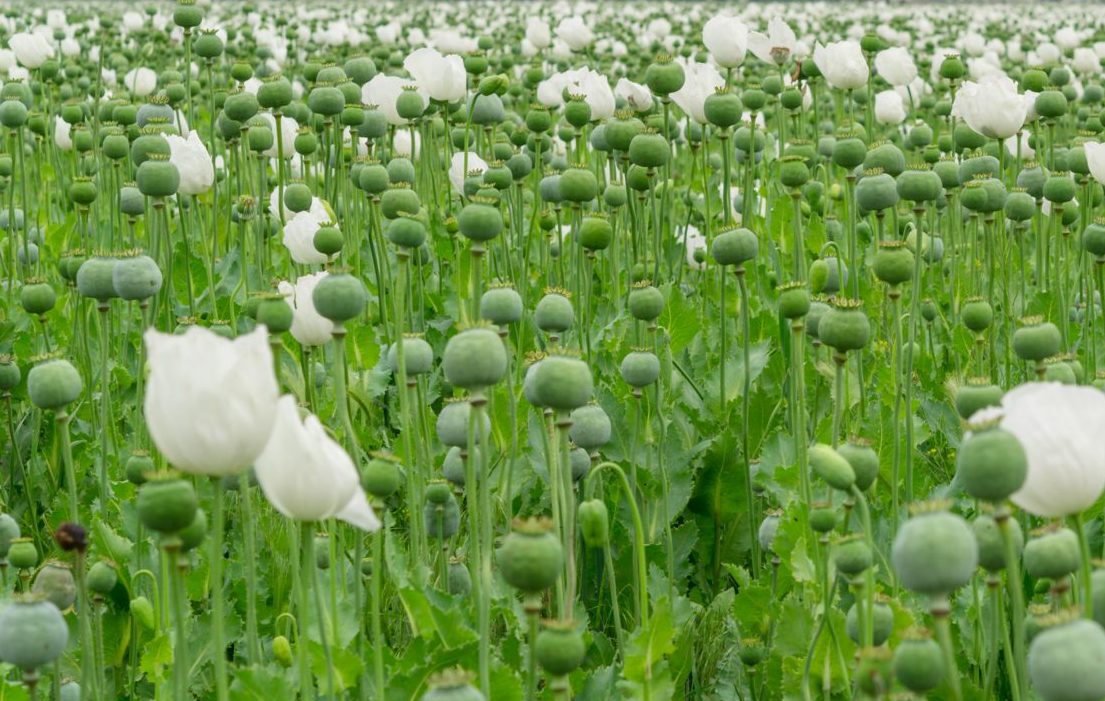 Opium,Poppy.