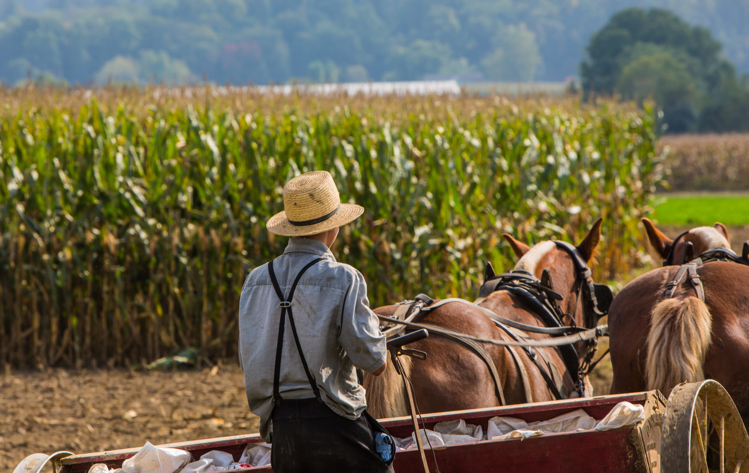 Young,Amish,Farmer,Behind,Horses,Sowing,A,Field,During,The