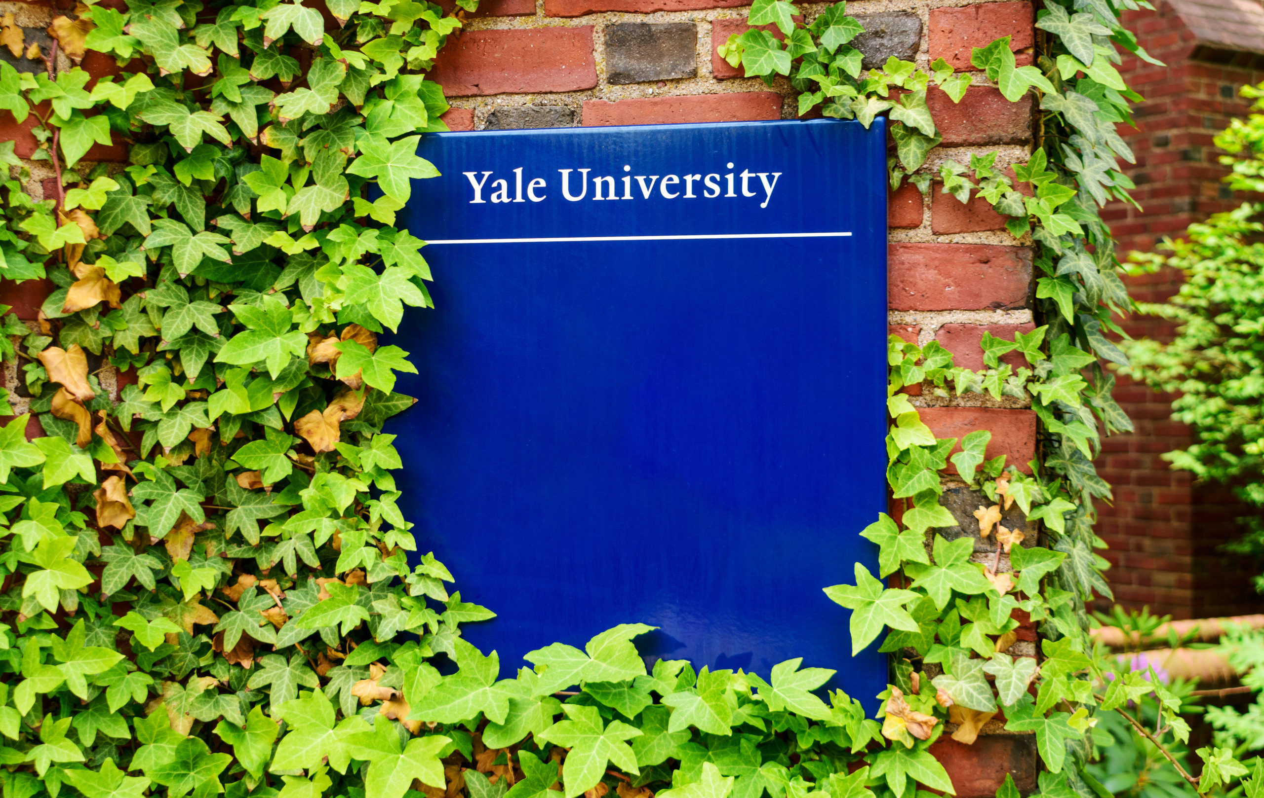 Yale,University,Sign,On,Brick,Building,Surrounded,By,Green,Vines