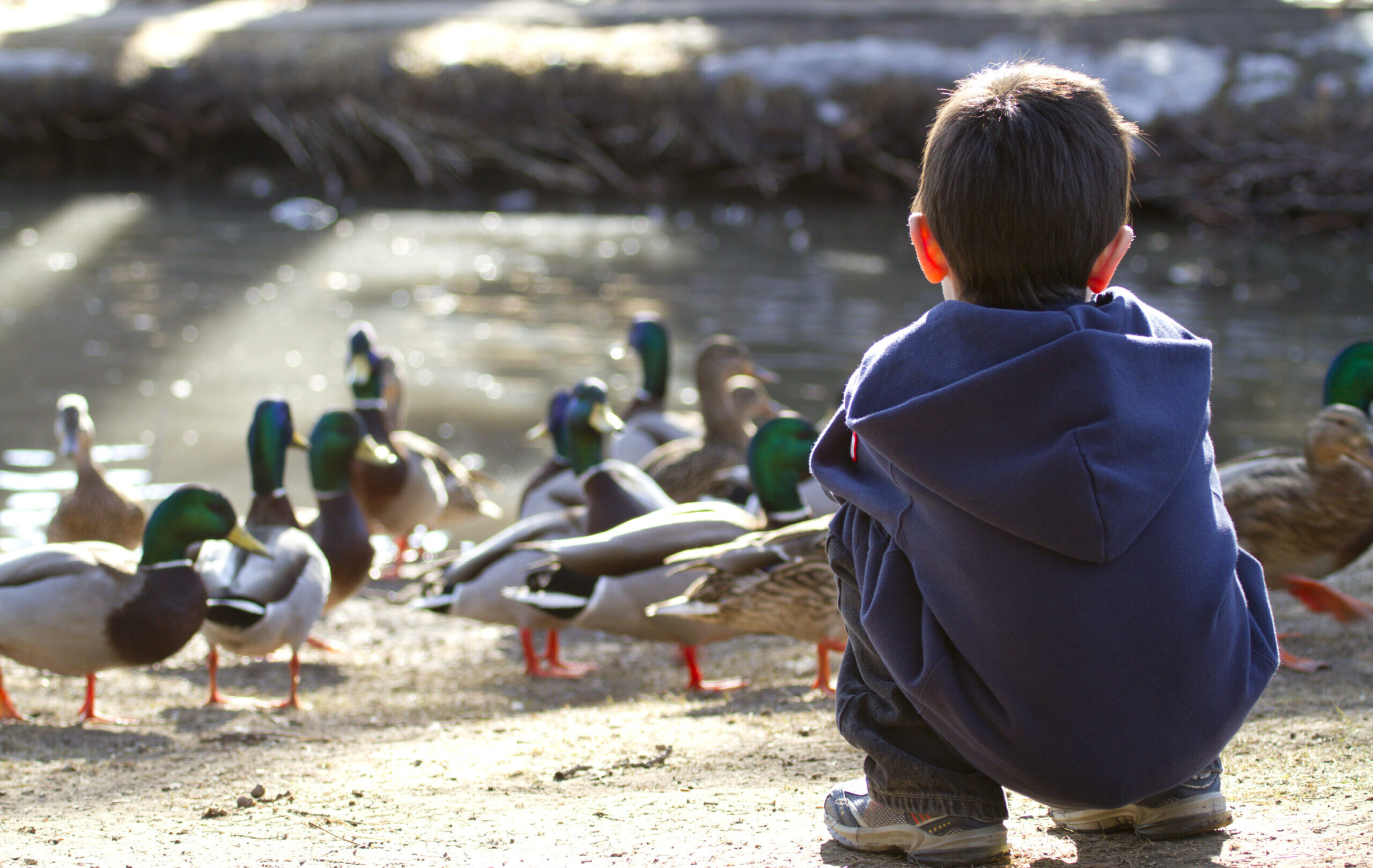 Cute,Young,Boy,Feeding,The,Ducks,Late,In,The,Afternoon