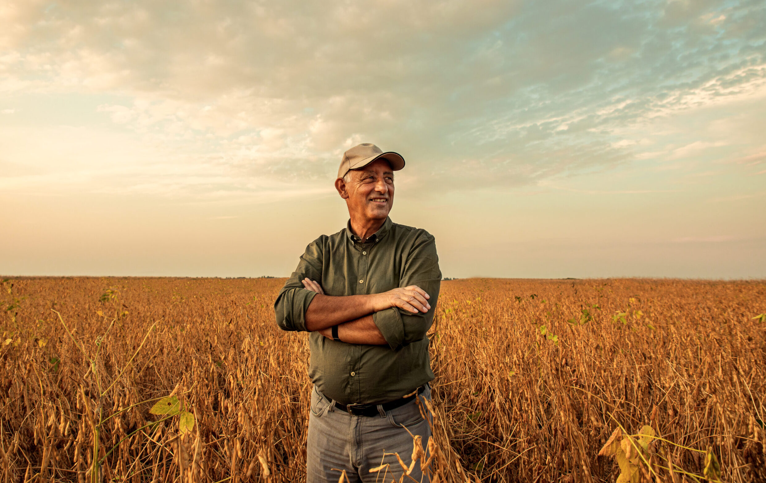 Senior,Farmer,Standing,In,Soybean,Field,Examining,Crop,At,Sunset.
