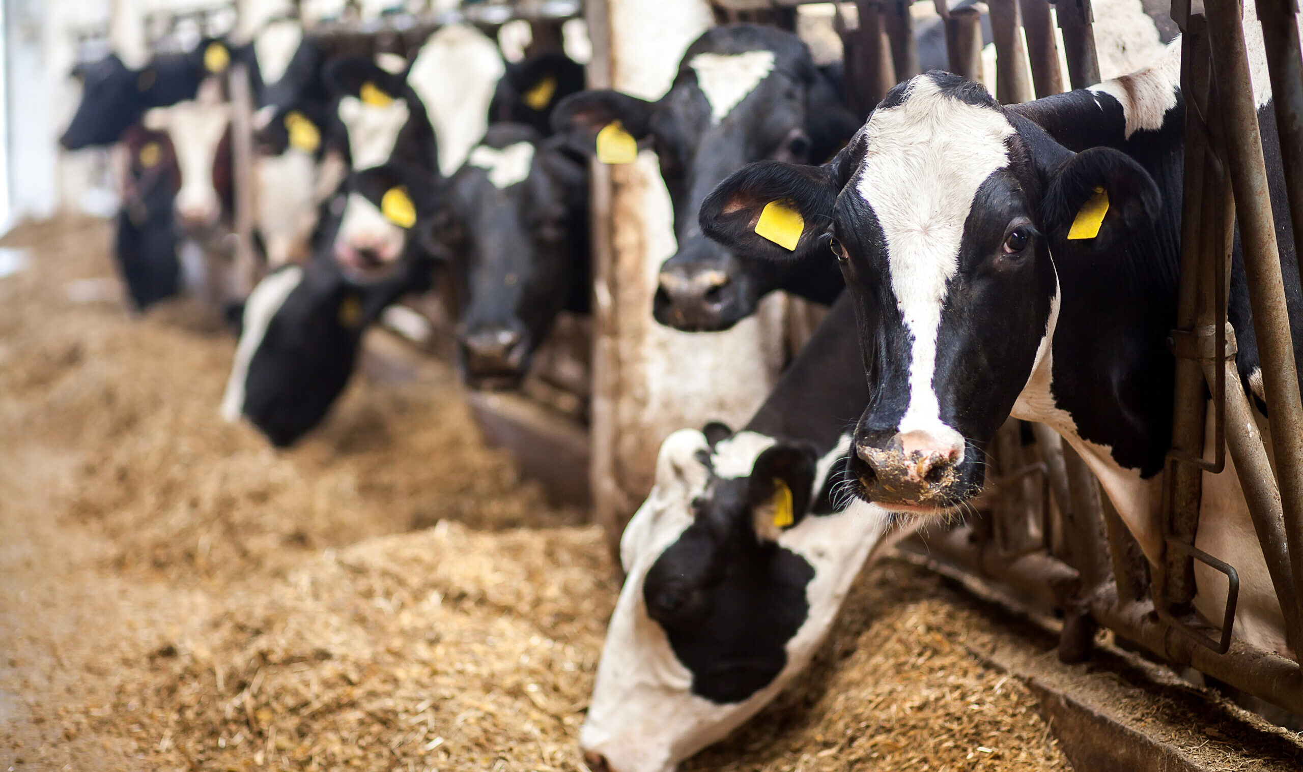 Cows,On,Farm.,Black,And,White,Cows,Eating,Hay,In