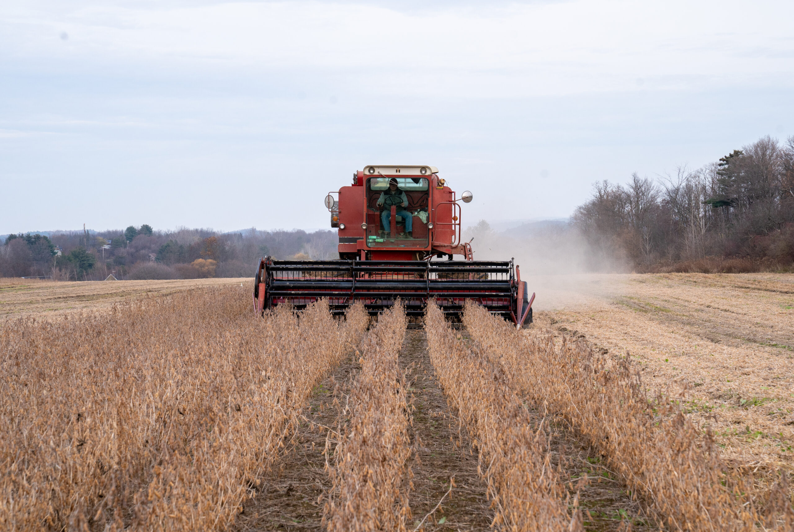 Soybean Harvest In Vermont