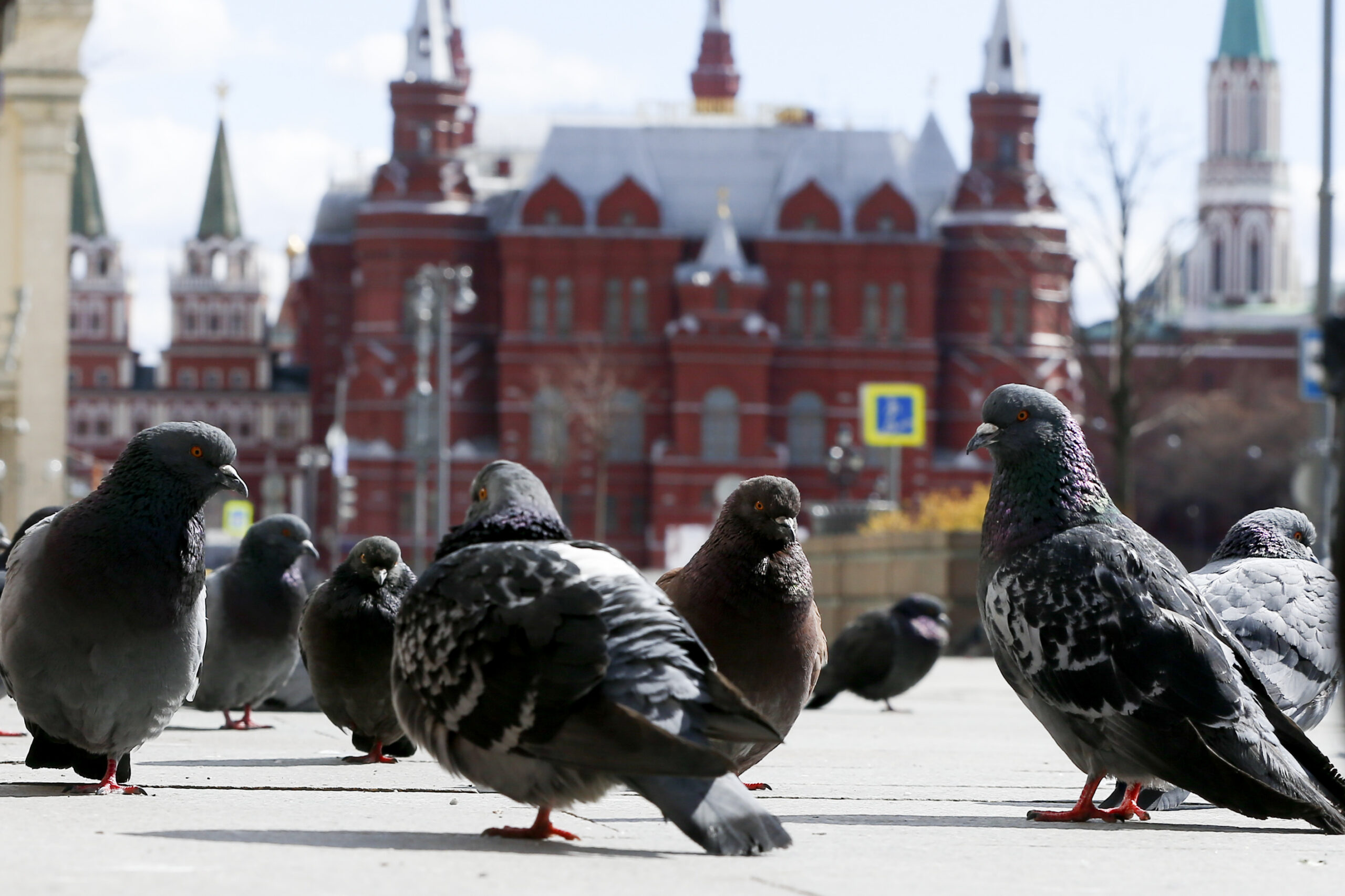 Putin’s Pigeons