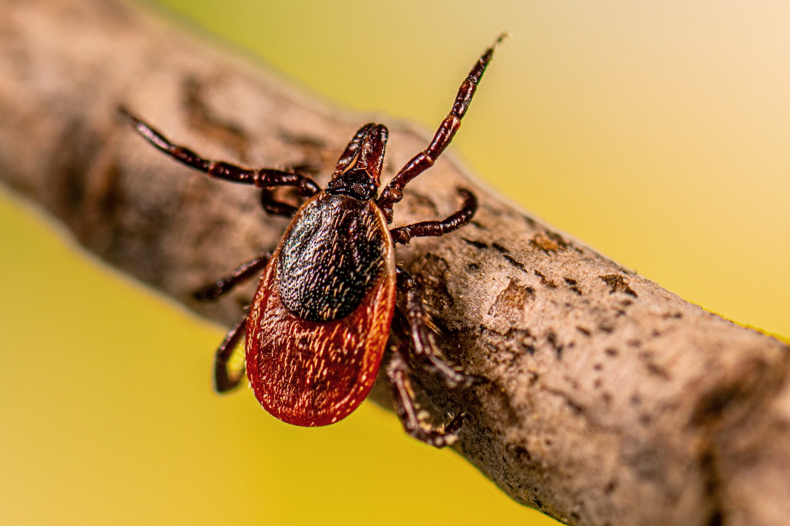 Adult Female Blacklegged Tick