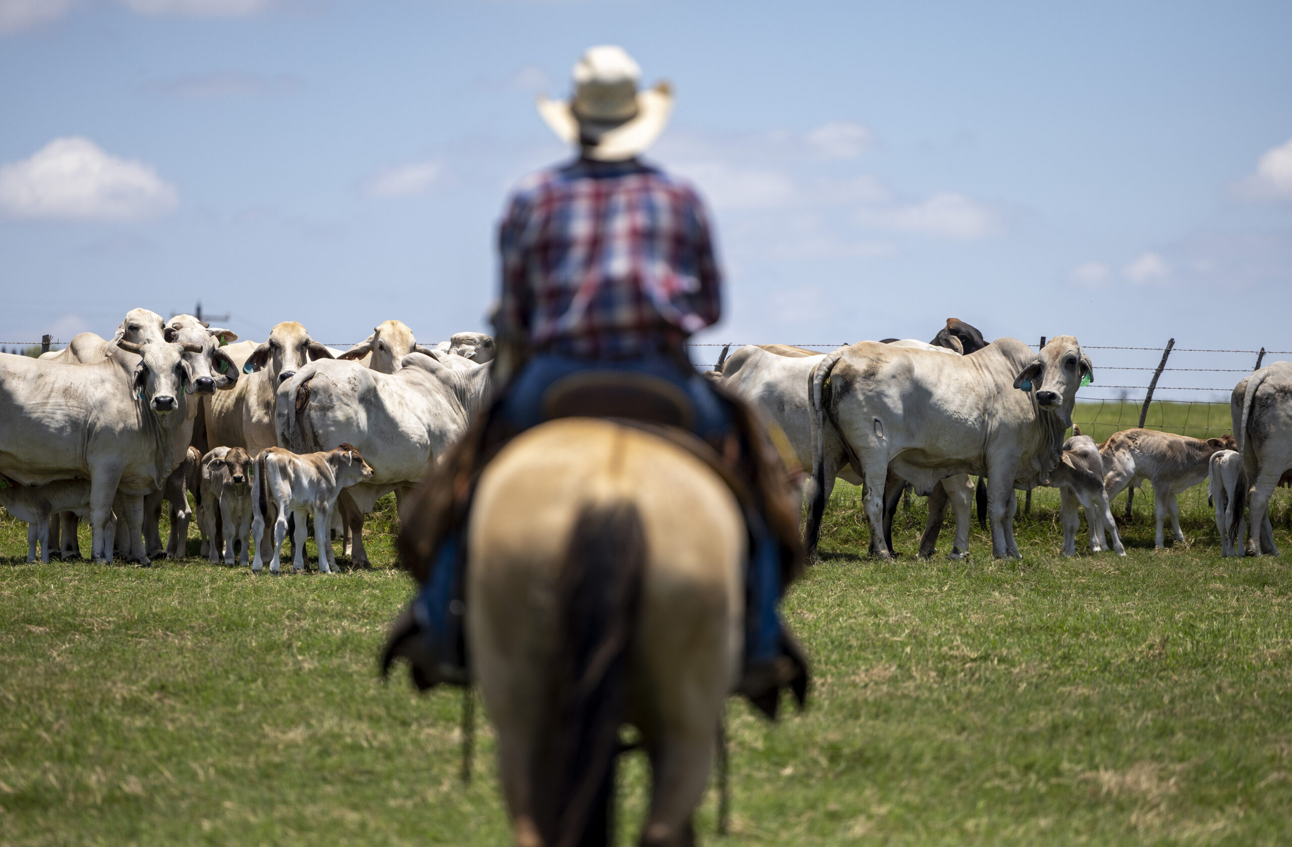 ScrewwormRanchers - Lew Thompson’s ranch