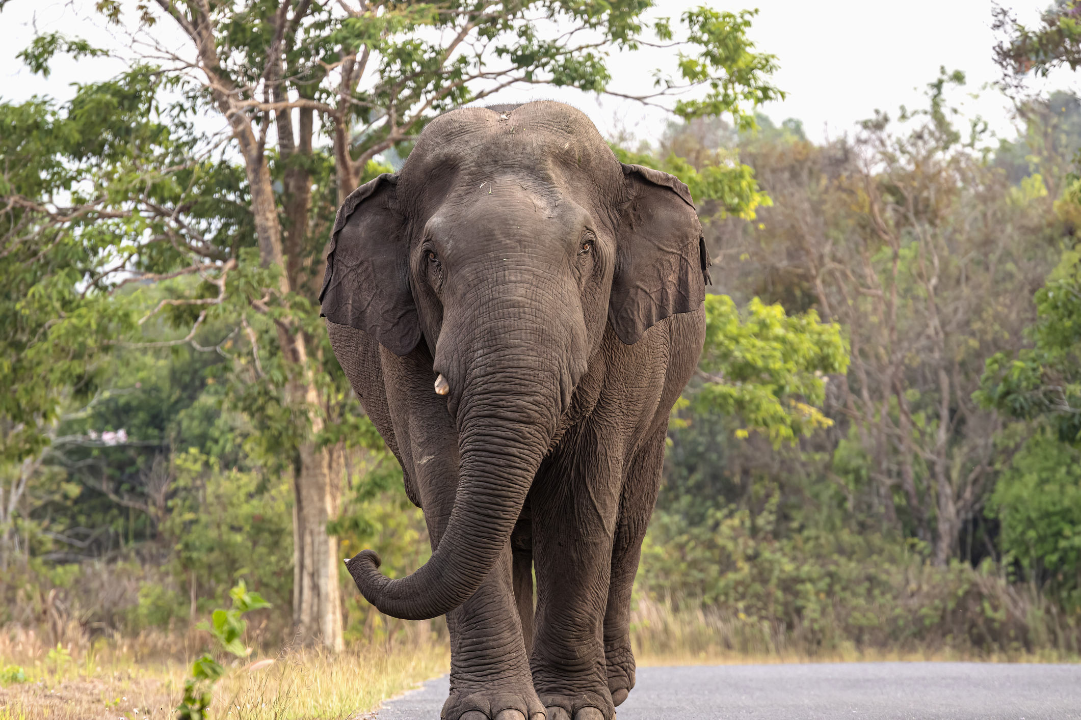 Elephant in the Room?